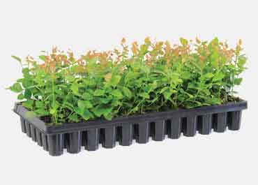 Seedling, Agricultural, Nursery Tray Manufacturer in India