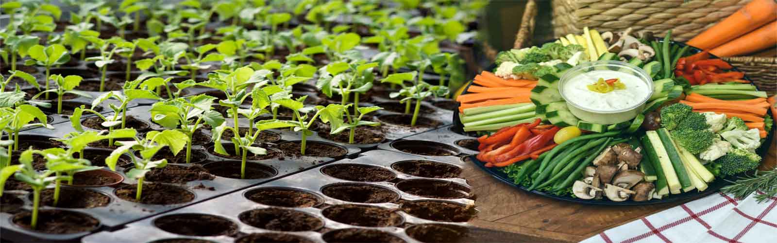 Food & Vegetable Tray Manufacturer